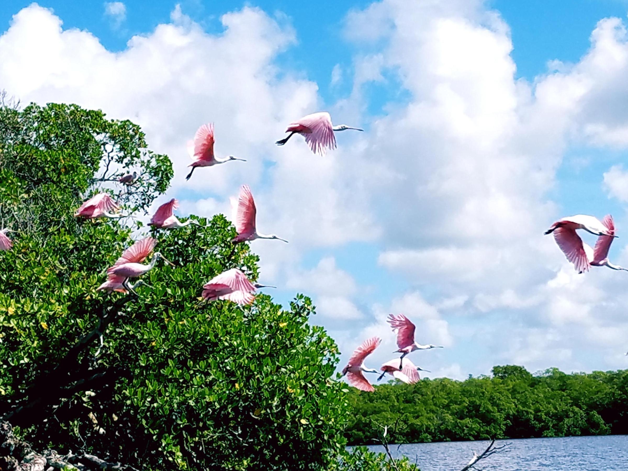 a group of people flying kites in the air