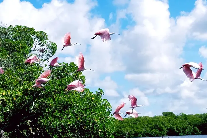 a group of people flying kites in the air