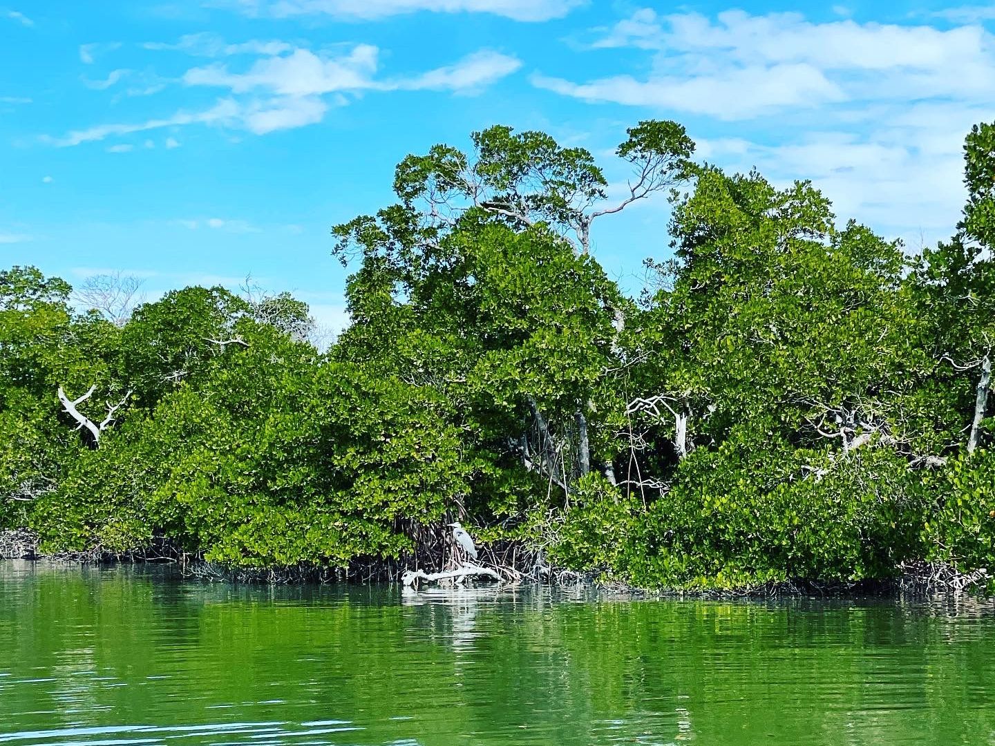 a body of water surrounded by trees